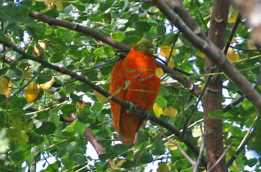 An Orange Dove sits upon a branch in the forest near Savusavu.