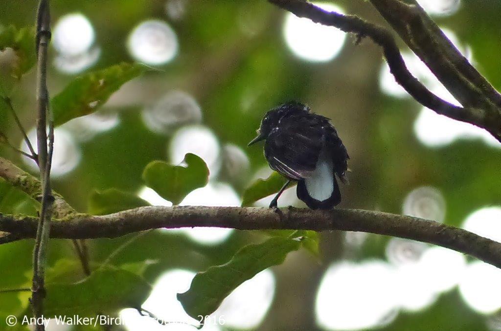A Silktail sits upon a branch in the forest near Savusavu.