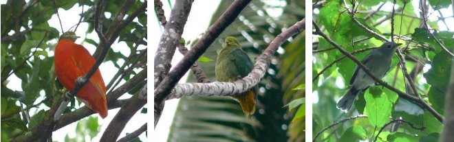 A collection of local bird species near Savusavu.