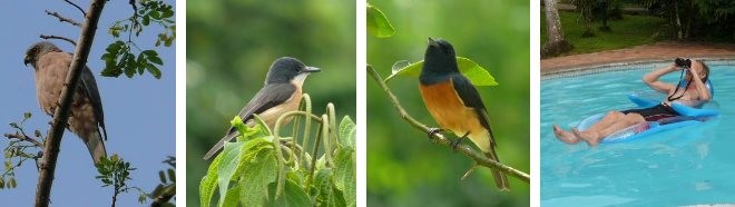 A collection of local bird species near Savusavu.