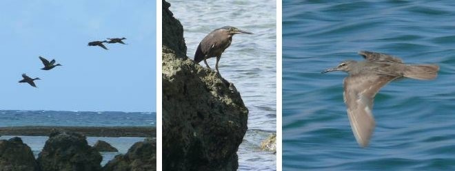 A collection of local bird species near Savusavu.