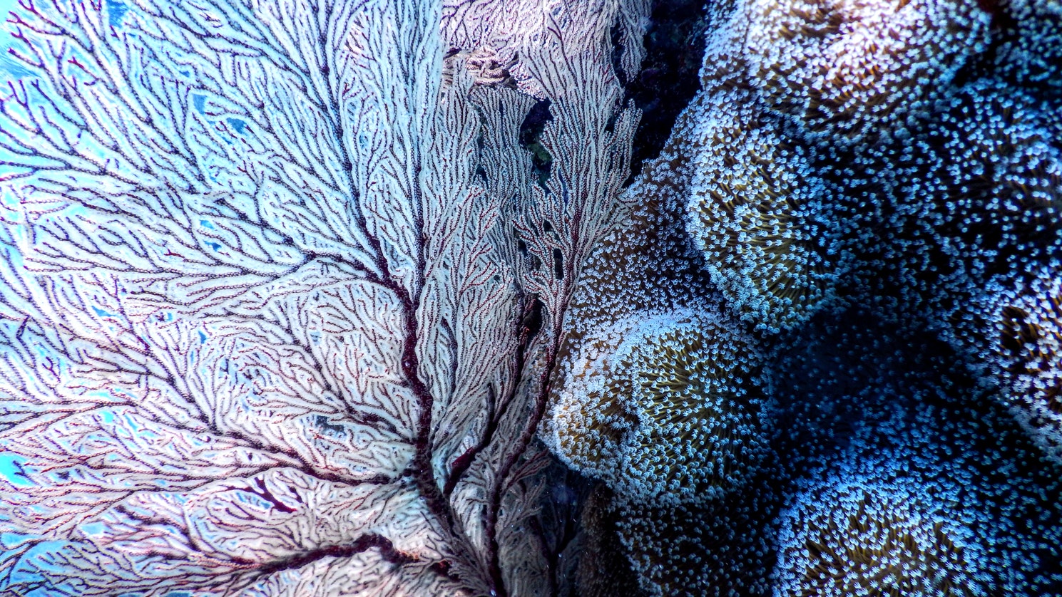 Sea coral.
