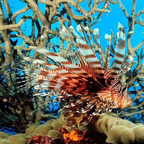 A Lionfish swims among coral.