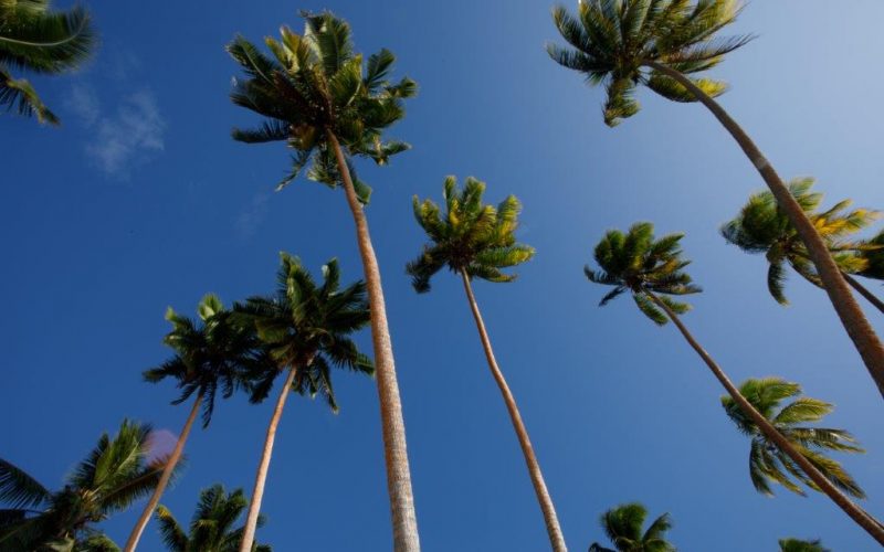 Palm trees stand against the sky.