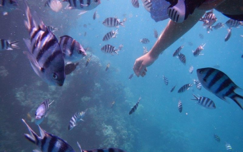 Snorkelling with fish near Daku Resort, Savusavu.