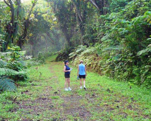 Two guests walk along a forested hiking trail near Daku Resort, Savusavu.