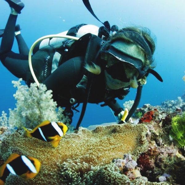 Dive offers SCUBA Daku Resort, Savusavu.