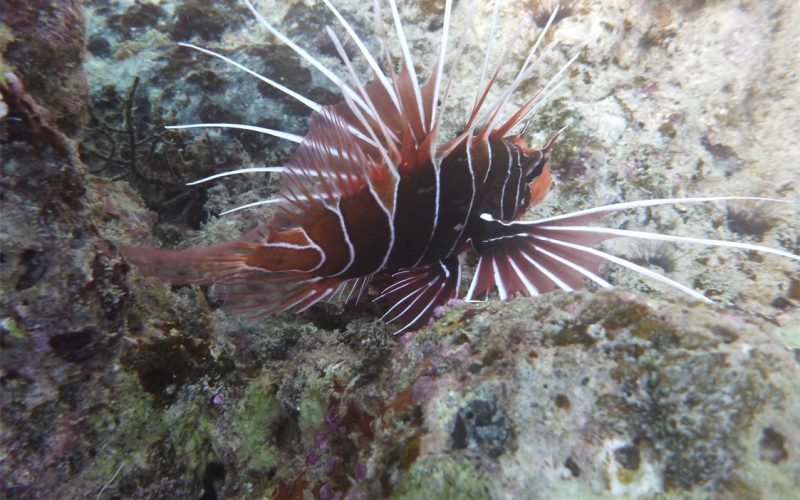 A Mutuku Lionfish swims among coral.