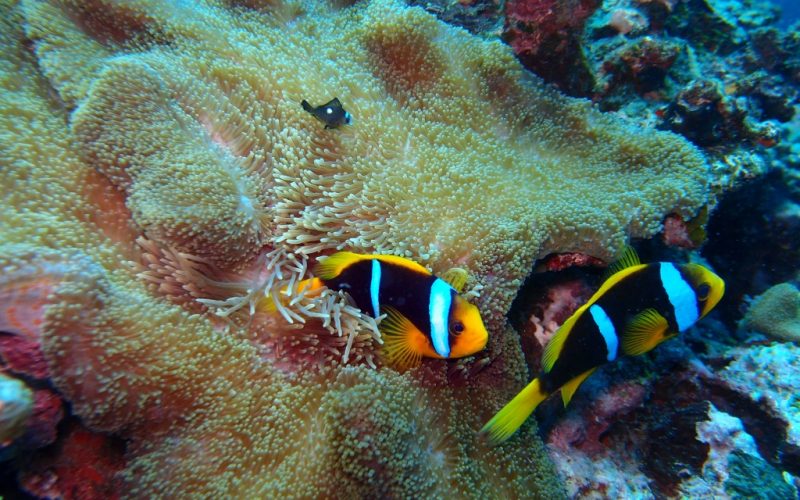 A collection of Coral.