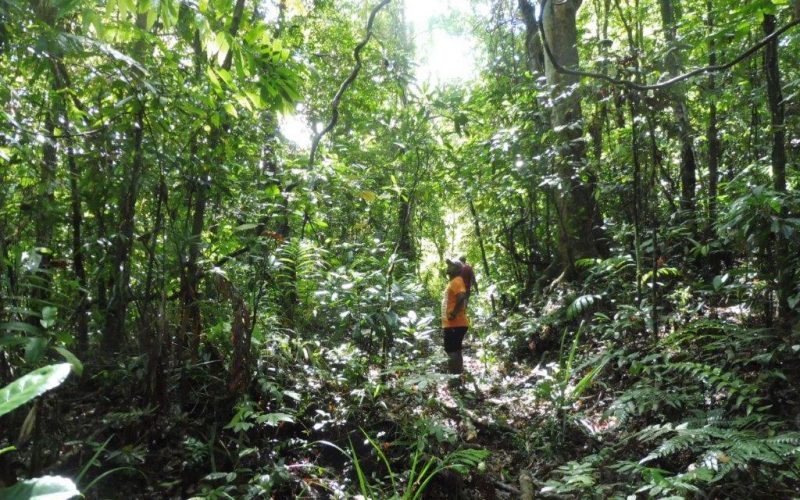 Looking for birds such as the rare Silktail in the cool Devo forest.