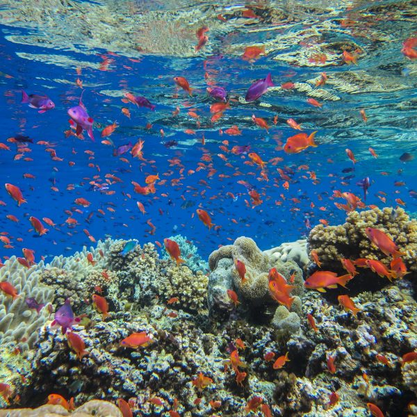 An assortment of aquatic life in Natewa Bay.