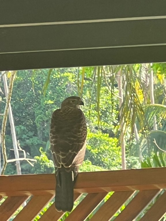 Fiji Goshawk at Savusavu